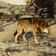 Illustration for article titled Study: Humans Began Domesticating Animals To Comfort Children Whose Parents Split Up